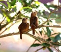 Birds on the branch Royalty Free Stock Photo