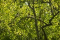 Birds on a branch Hampton Court Castle gardens England Royalty Free Stock Photo