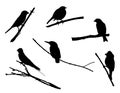 Birds on the branch silhouette set in vector Royalty Free Stock Photo