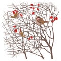 birds on branches in autumn