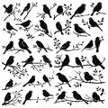 Birds on branches silhouettes. Nature birding vines stencils on white, tree branch with sitting bird silhouette Royalty Free Stock Photo