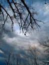 Birds in the branches with storm clouds in the background on a winter day walk. Royalty Free Stock Photo