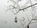 Birds and branches on the water surface in the foggy morning in winter Royalty Free Stock Photo