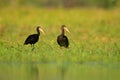 Birds of Brazil. Bare-faced ibis, Phimosus infuscatus, exotic bird in nature habitat, sitting in grass with beautiful evening sun Royalty Free Stock Photo