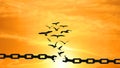 Birds Breaking the Chains and Flying away over the sunset. FREEDOM Concept. Stunning Sky Background