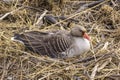 Birds breed everywhere in spring. Here a greylag goose sits on its nest