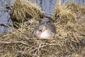 Birds breed everywhere in spring. Here a greylag goose sits on its nest