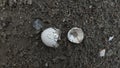 Birds broken egg shells  on earth after Royalty Free Stock Photo