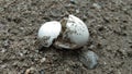 Birds broken egg shells  on earth after Royalty Free Stock Photo