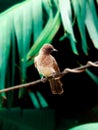 Birds bubul of the gardens perched on a wire