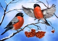 Birds bullfinches on a branch of ashberry, winter, art illustration painted with watercolors