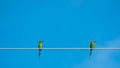 Birds on cable.