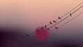 Birds on cable wires with beautiful twilight sunset