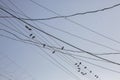 Birds on cables and wires on electric pole, Messy wires attached Royalty Free Stock Photo