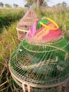 Birds cage badin city, birds cage, black partridge Royalty Free Stock Photo