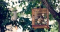 Birds in cage, Vietnam Royalty Free Stock Photo