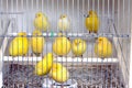 Birds in cage Royalty Free Stock Photo