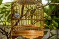 Birds in cages hanging at the Bird Garden - 9