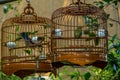 Birds in cages hanging at the Bird Garden - 11