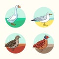 Birds. California Quail. Goose. Herring Gull. Cartoon style.