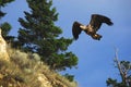 BIRDS- Canada- Close Up of a Wild Young Bald Eagle in Flight