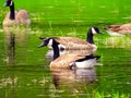 Birds, Canada Geese Branta canadensis