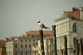 Birds on the canal in Venice Royalty Free Stock Photo