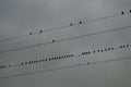 Birds on a catenary line