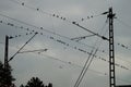 Birds on a catenary line