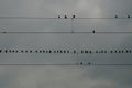 Birds on a catenary line