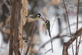 Birds chickadees fly up and eat the fat in winter Park. Blue tit. Parus caeruleus, Cyanistes caeruleus