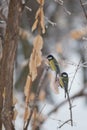 Birds chickadees fly up and eat the fat in winter Park. Blue tit. Parus caeruleus, Cyanistes caeruleus