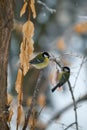 Birds chickadees fly up and eat the fat in winter Park. Blue tit. Parus caeruleus, Cyanistes caeruleus