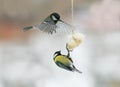 Birds chickadees landed on the feeder for the bacon and fight