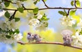 Birds and chicks sparrows sit on a branch in a sunny blooming garden with their feathers spread out Royalty Free Stock Photo