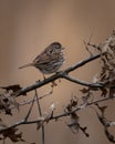 Birds Chipping Sparrow, Reelfoot Lake State Park, Tennessee Royalty Free Stock Photo