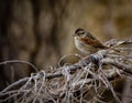 Birds Chipping Sparrow, Reelfoot Lake State Park, Tennessee Royalty Free Stock Photo