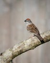 Birds Chipping Sparrow, Reelfoot Lake State Park, Tennessee during summer Royalty Free Stock Photo
