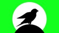 birds chirping canaries chirping animated greenscreen silhouettee
