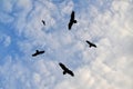 Birds circling in the sky