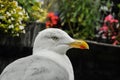 Seagull in a relaxing moment