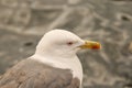 Seagull in a relaxing moment