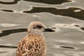 Seagull in a relaxing moment