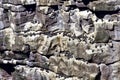 Birds on Cliff Stack on Island of the North West Highlands of Scotland