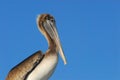 BIRDS- Close Up of a Beautiful Wild Florida Brown Pelican Royalty Free Stock Photo