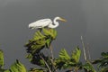 BIRDS- Close Up of a Great American Egret Against a Dark Stormy Sky Royalty Free Stock Photo