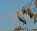 BIRDS- Close Up of a Great Blue Heron Standing on a High Branch Royalty Free Stock Photo