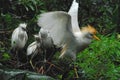 BIRDS- Close Up of a Mother Cattle Egret Leaving The Nest Royalty Free Stock Photo