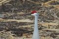 BIRDS- Close Up Portrait of a Beautiful Sandhill Crane