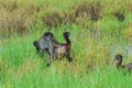 BIRDS- Close Up of Two Wild Glossy Ibis Feeding in a Florida Marsh Royalty Free Stock Photo